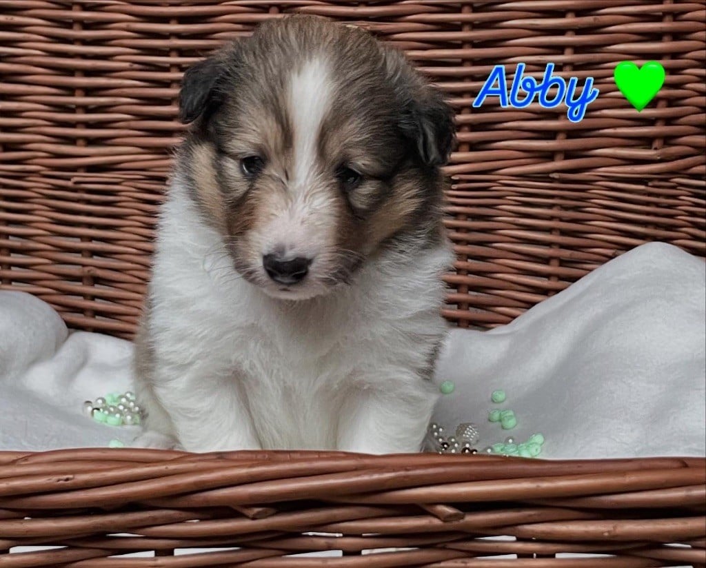 Du Jardin D'aouregan - Chiots disponibles - Shetland Sheepdog