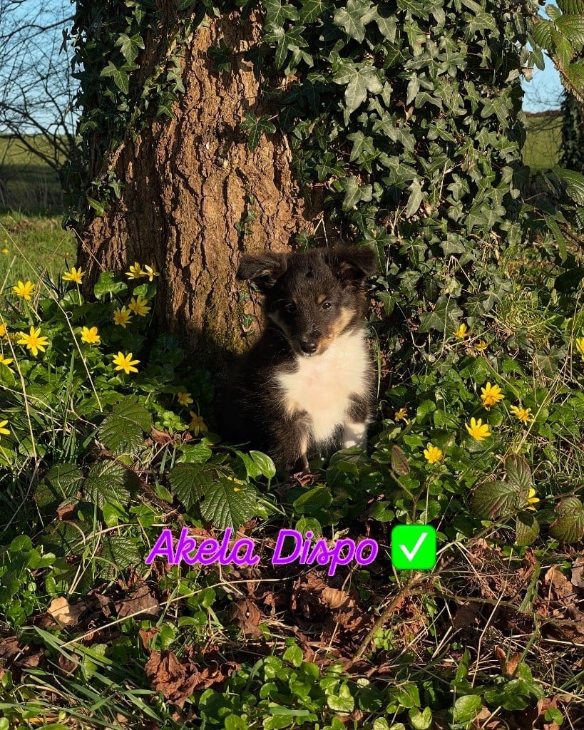 Du Jardin D'aouregan - Chiots disponibles - Shetland Sheepdog