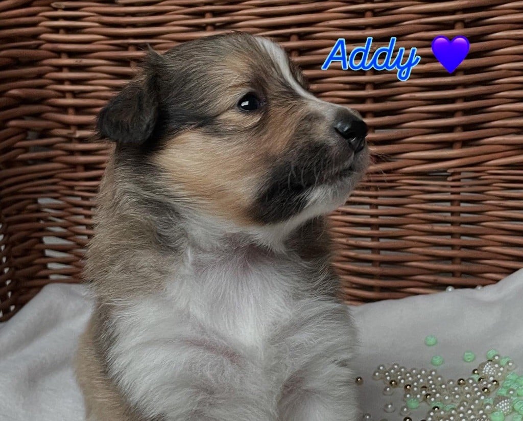 Du Jardin D'aouregan - Chiots disponibles - Shetland Sheepdog