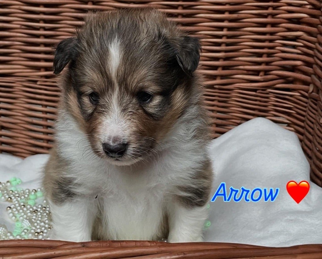 Du Jardin D'aouregan - Chiots disponibles - Shetland Sheepdog