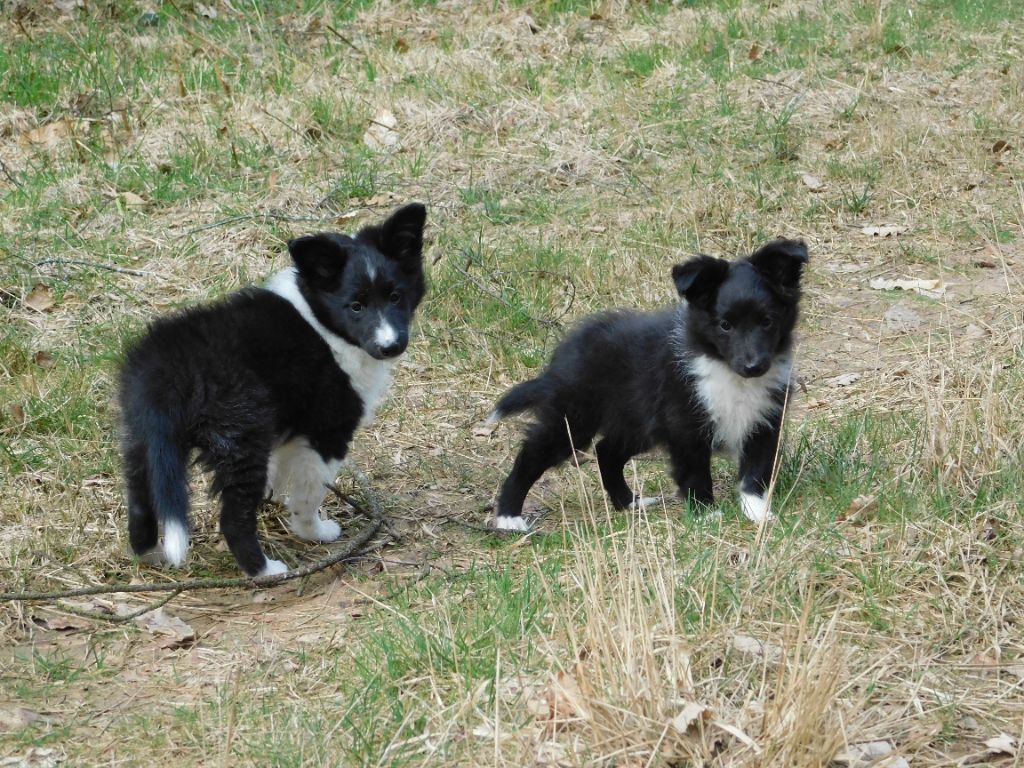 Du Jardin D'aouregan - Shetland Sheepdog - Portée née le 24/12/2021