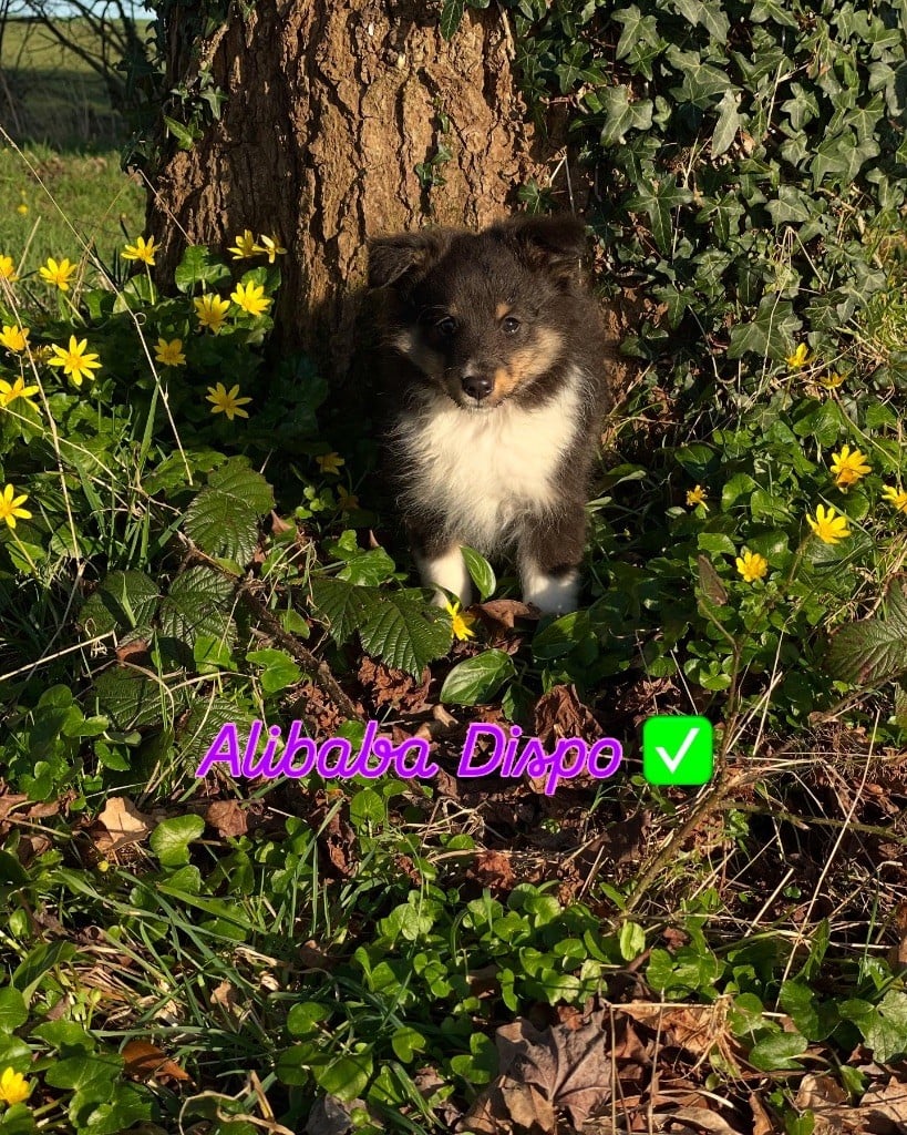 Du Jardin D'aouregan - Chiots disponibles - Shetland Sheepdog