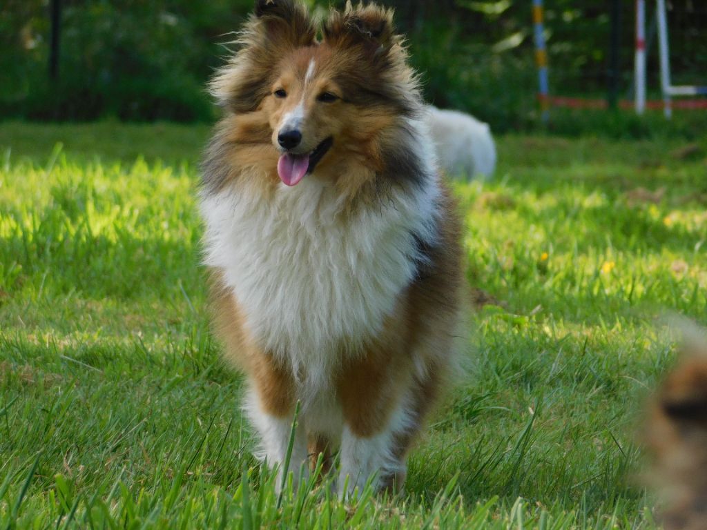 Du Jardin D'aouregan - Shetland Sheepdog - Portée née le 14/09/2021