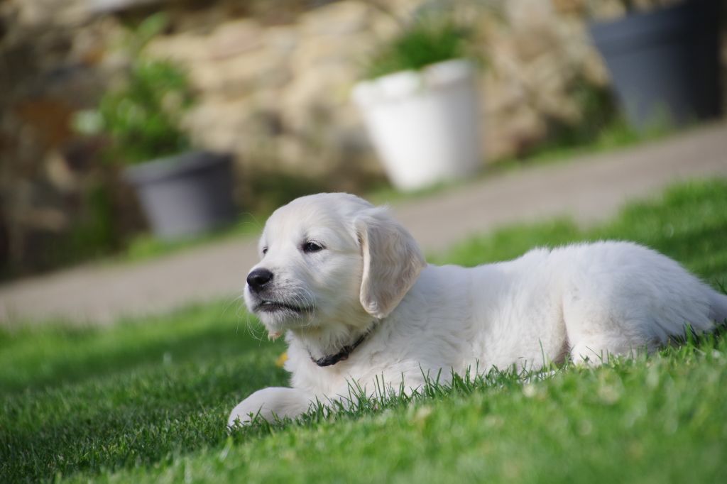 Du Jardin Des Espiègleries - chiot golden retriever mâle