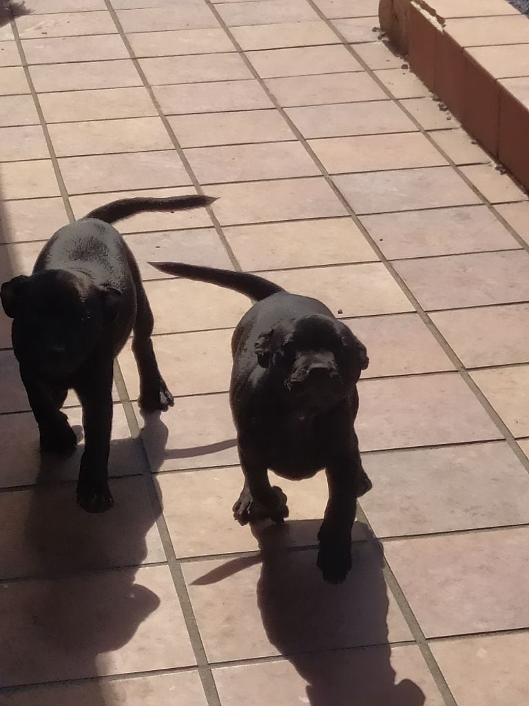 Du Royaume De Canna - Chiots disponibles 