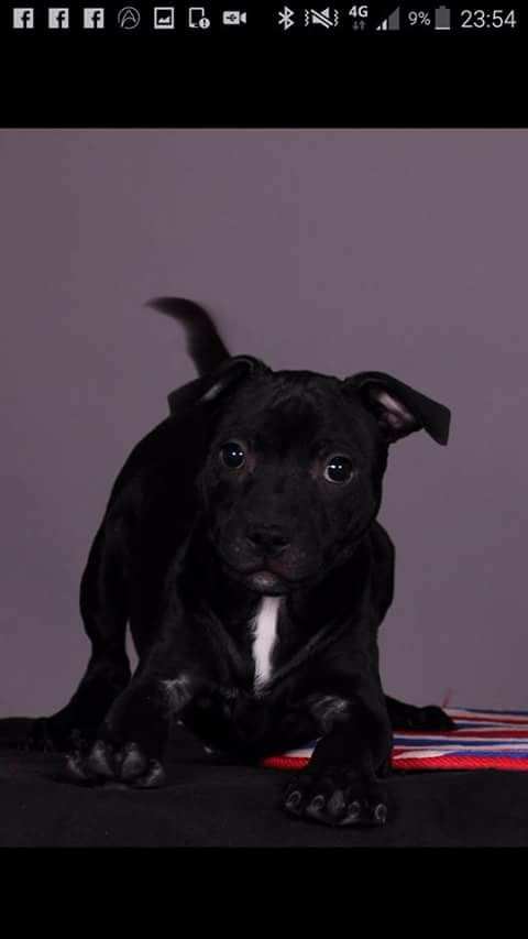 Du Royaume De Canna - Chiots disponibles - Staffordshire Bull Terrier