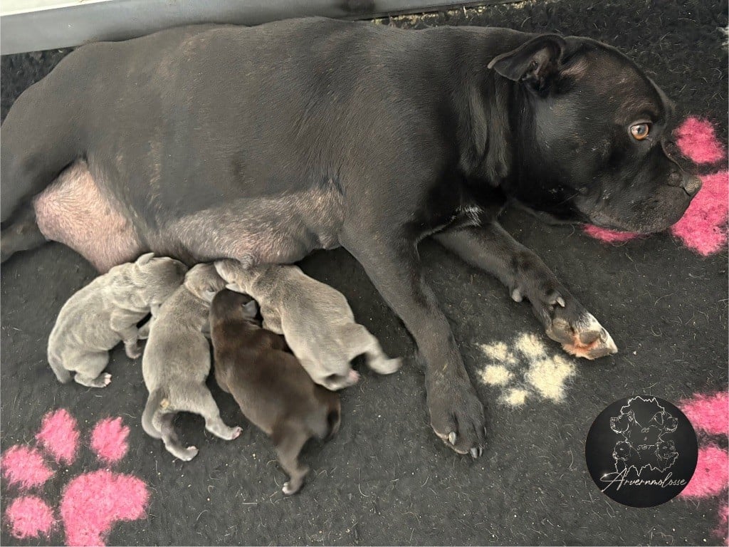 Arvernmolosse - Les bébés sont nés le 19 février, 4 petits mâles 