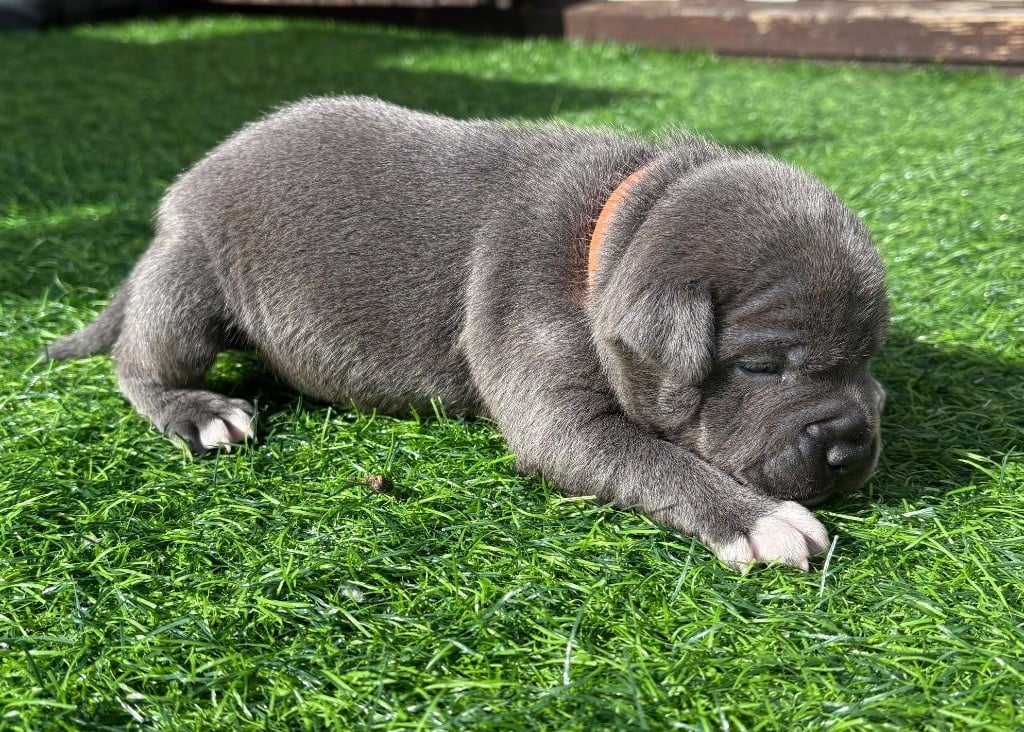 Arvernmolosse - Chiots disponibles - Staffordshire Bull Terrier