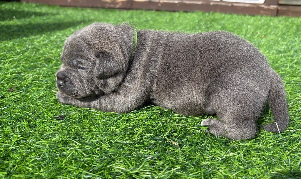 Arvernmolosse - Chiots disponibles - Staffordshire Bull Terrier