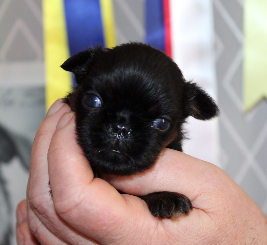 Des Terres Noires De Saint Cyr - Chiots disponibles - Griffon belge