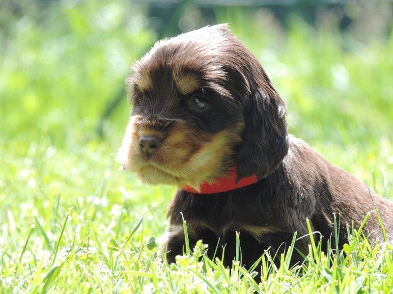 De L'étang Au Miroir - Cocker Spaniel Anglais - Portée née le 21/05/2015