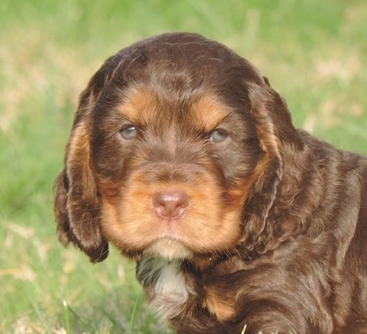 De L'étang Au Miroir - Cocker Spaniel Anglais - Portée née le 11/11/2014