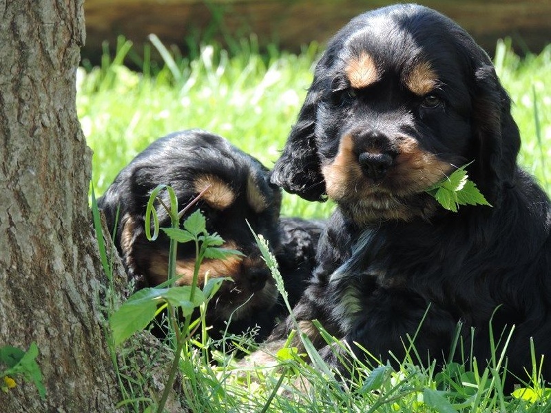 De L'étang Au Miroir - Cocker Spaniel Anglais - Portée née le 21/03/2015