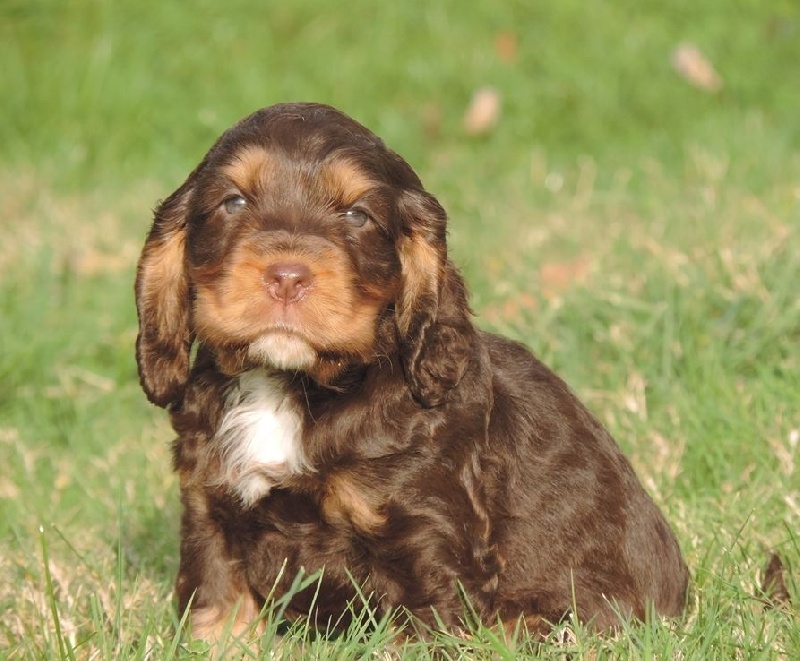 De L'étang Au Miroir - Cocker Spaniel Anglais - Portée née le 16/04/2015