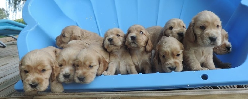 De L'étang Au Miroir - Cocker Spaniel Anglais - Portée née le 13/07/2014