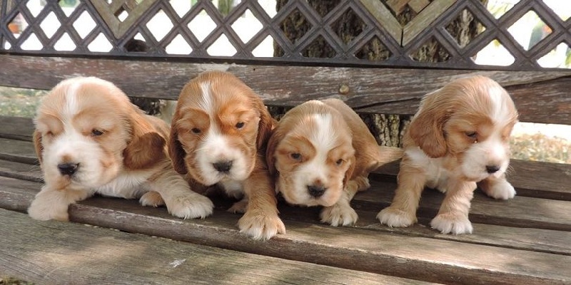 De L'étang Au Miroir - Cocker Spaniel Anglais - Portée née le 24/06/2015