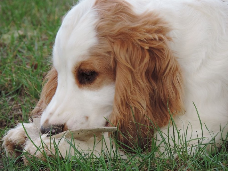 De L'étang Au Miroir - Cocker Spaniel Anglais - Portée née le 30/05/2015