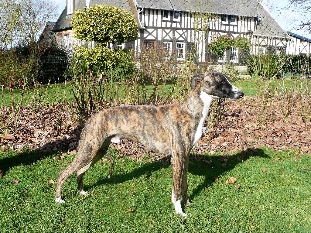 Des Jardins De Babouchka - Exposition spéciale whippet Angers 2017