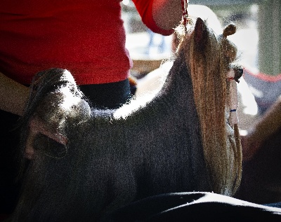 De L'eden Argente - CACIB de Tarbes