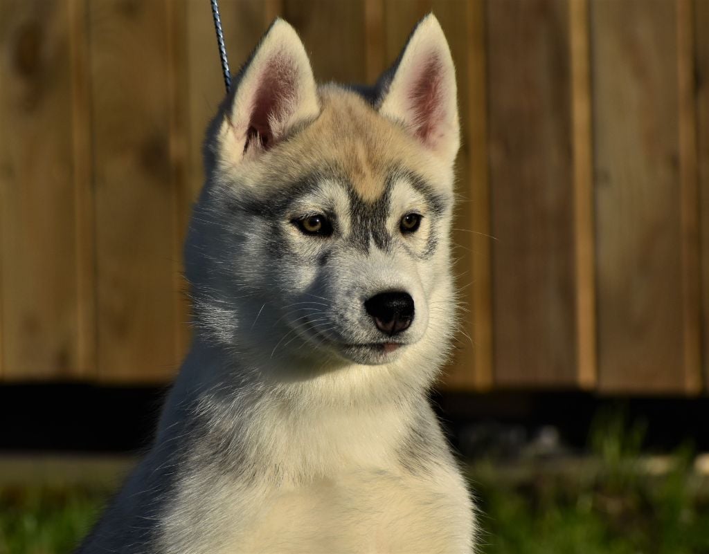 du chalet des edelweiss - Chiots disponibles - Siberian Husky