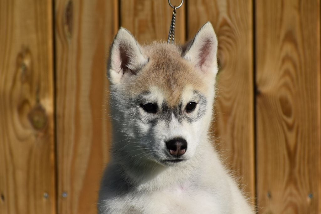 du chalet des edelweiss - Chiots disponibles - Siberian Husky