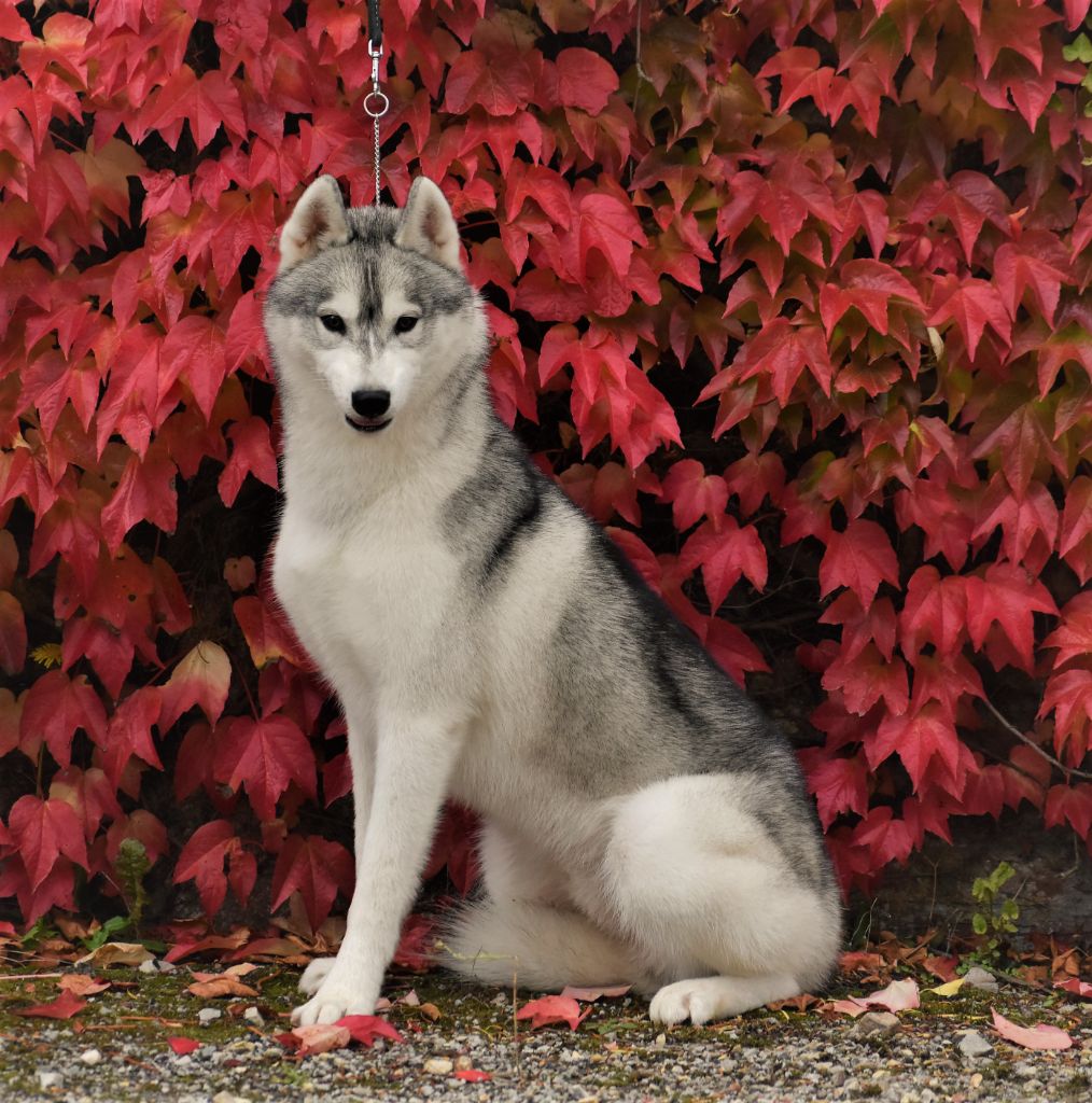 du chalet des edelweiss - Chiots disponibles - Siberian Husky