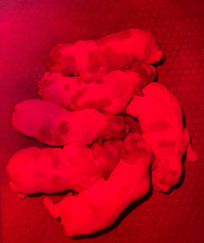 Naissance de 6 chiots