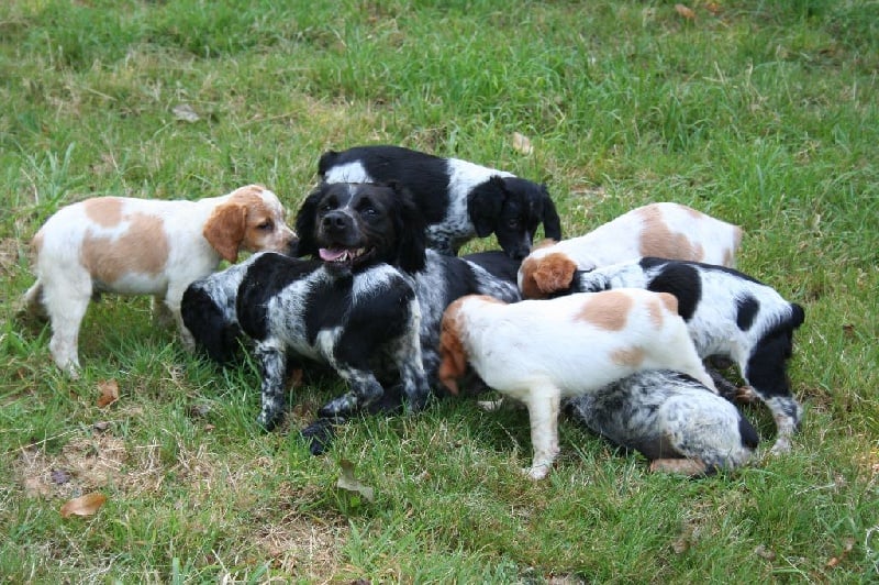 Chiot Epagneul Breton Du Clos Du Moulin Fleuri