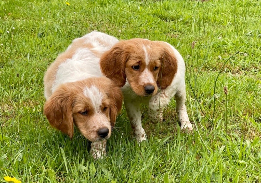 Chiot Epagneul Breton Du Clos Du Moulin Fleuri