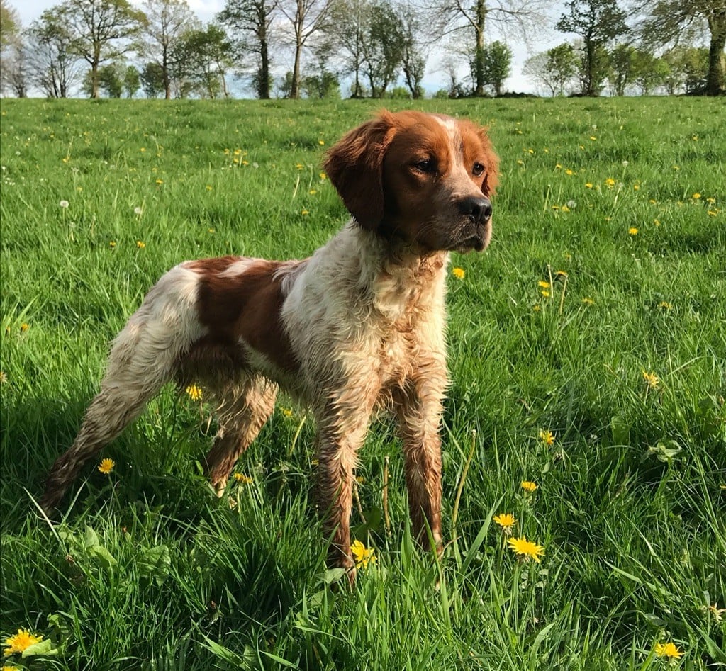 Chiot Epagneul Breton Du Clos Du Moulin Fleuri