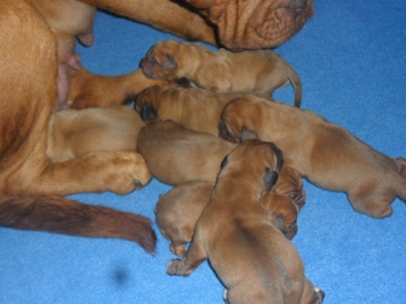 de La Tour Des Molosses - Dogue de Bordeaux - Portée née le 04/01/2013