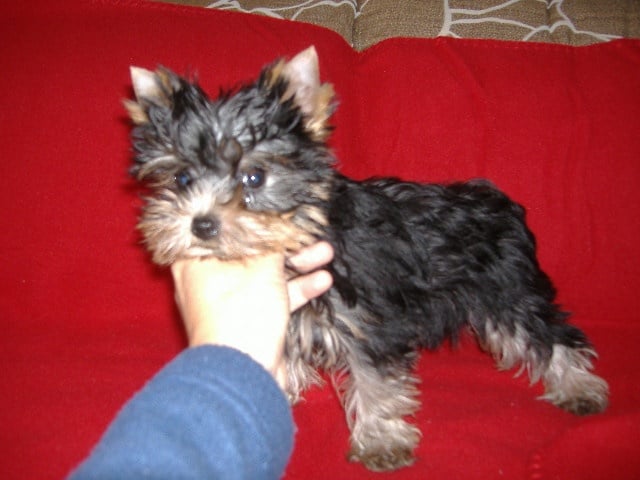 del Valle Encantado - Yorkshire Terrier - Portée née le 16/10/2009