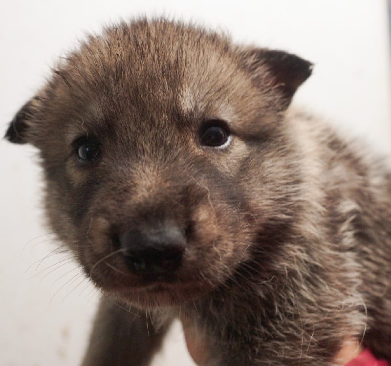 De Daim Pré - Chiots disponibles - Chien-loup de Saarloos