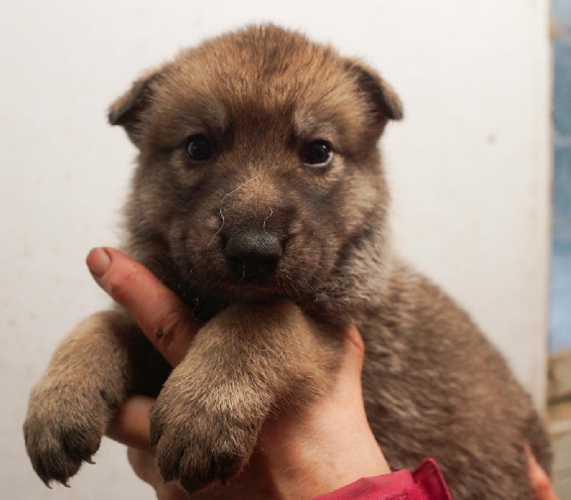 De Daim Pré - Chiots disponibles - Chien-loup de Saarloos