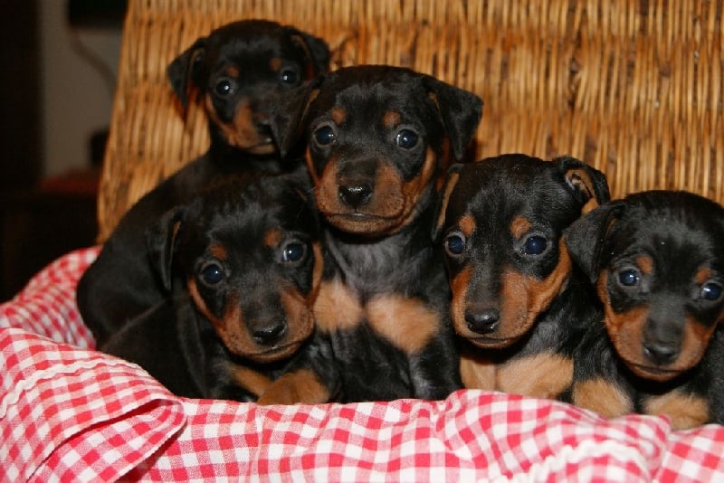 Chiot Pinscher nain Du Jardin De Caillot