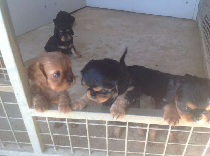 de l' Isle Aux Pommes - Cavalier King Charles Spaniel - Portée née le 19/06/2015