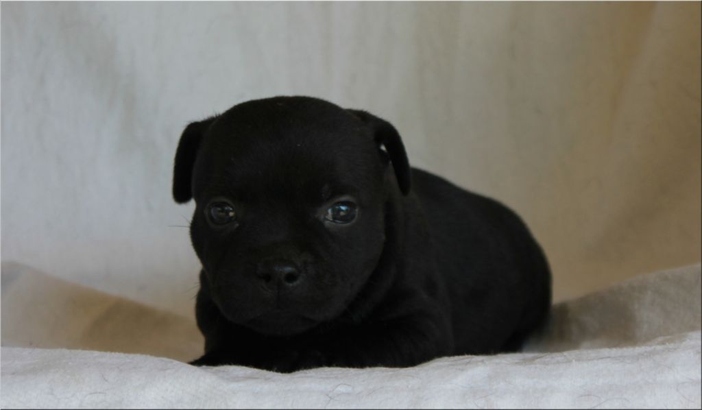 Edenstaff - Staffordshire Bull Terrier - Portée née le 28/06/2018