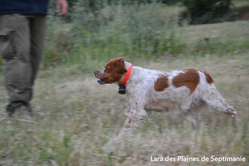 des plaines de septimanie - Lara des Plaines de Septimanie