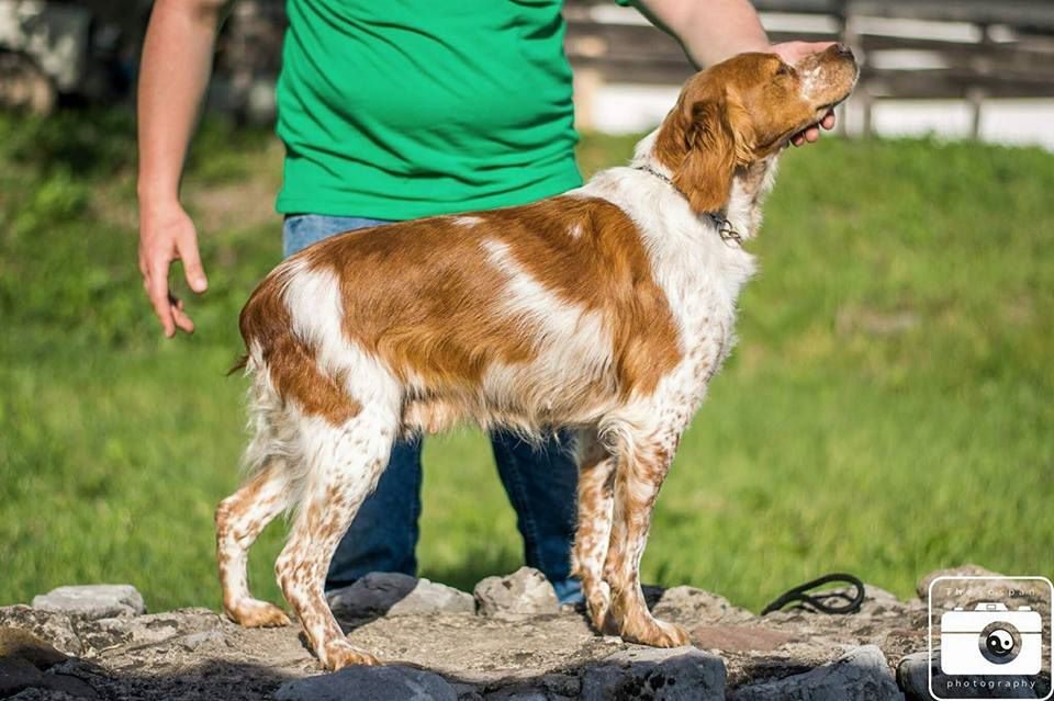 des plaines de septimanie - Hambra des Plaines de Septimanie en Serbie