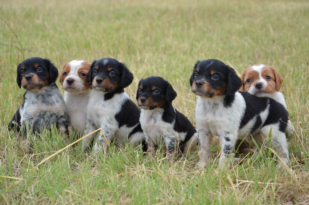 des plaines de septimanie - Chiots de Heden et de Lucho des Plaines de Septimanie