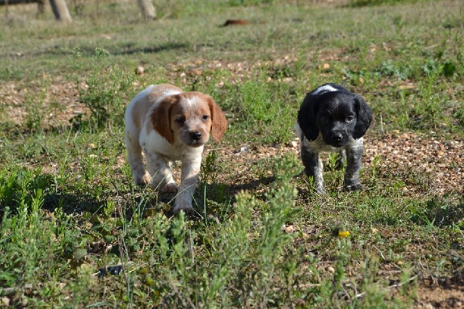 des plaines de septimanie - Chiots mâle de Iona et Filou