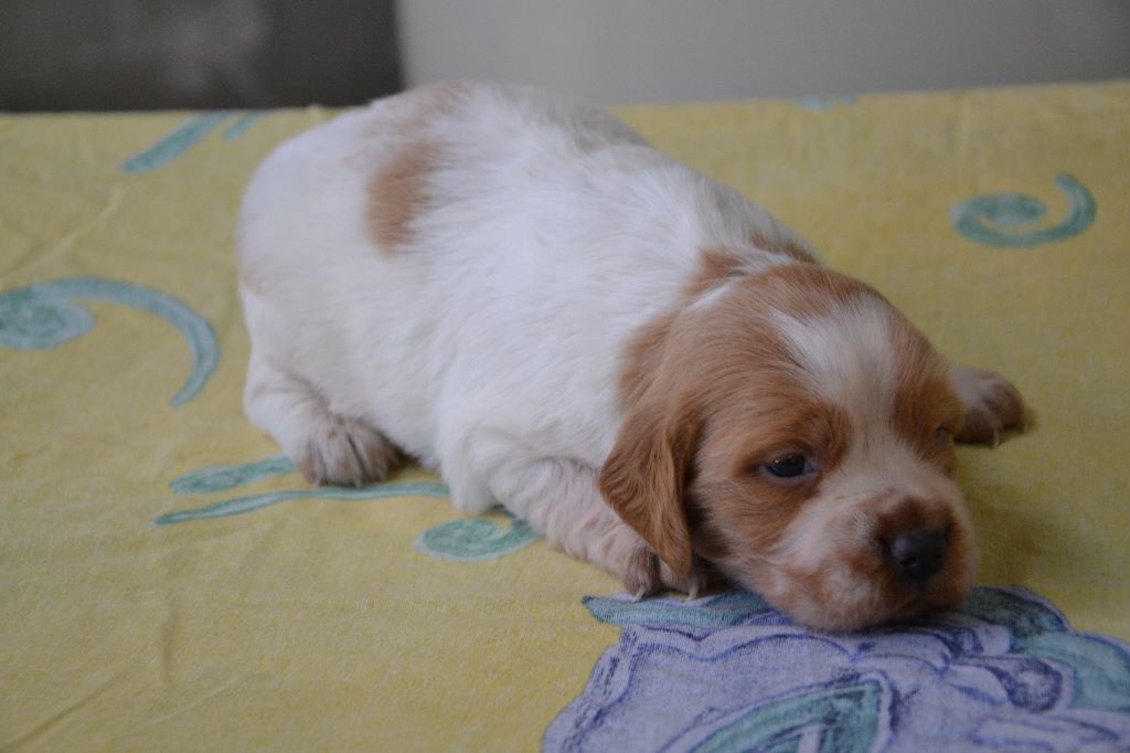 des plaines de septimanie - Dernières photos des chiots...