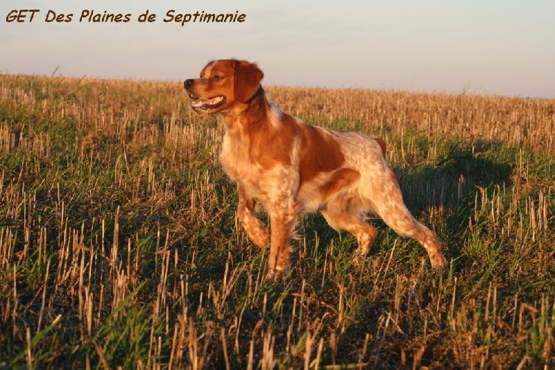 des plaines de septimanie - Un nouveau titre de Champion!