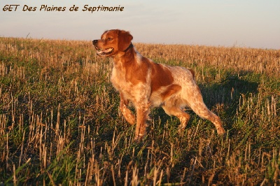 des plaines de septimanie - GET : CACS, CACIB et Meilleur de race à Tarbes