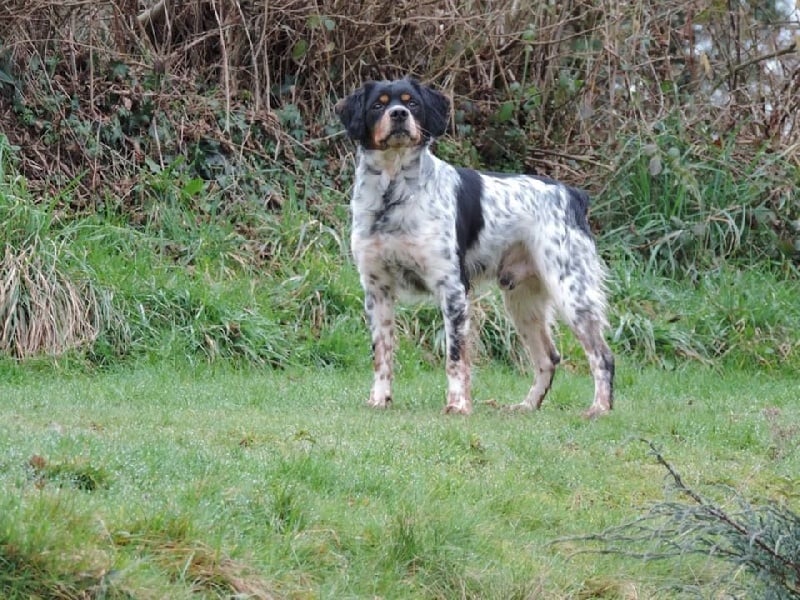 Chiot Epagneul Breton des plaines de septimanie