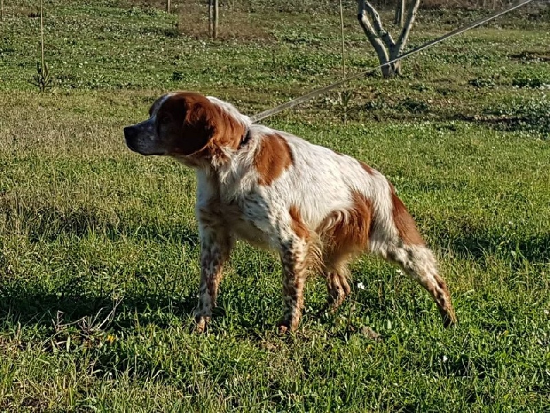 des plaines de septimanie - Epagneul Breton - Portée née le 06/02/2017