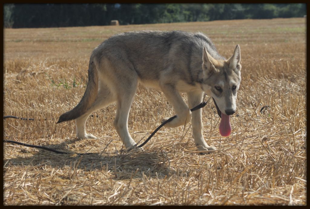 Chiot Chien-loup de Saarloos De Luna Canis Lupus