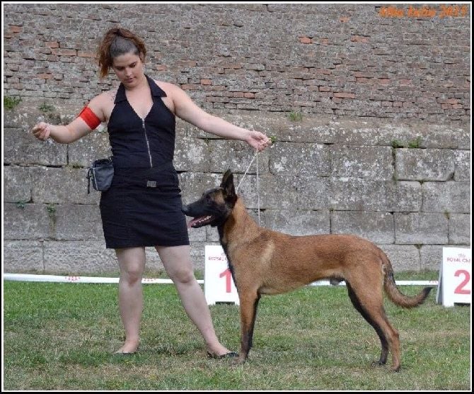 du Domaine des Sentinelles - JEUNE CHAMPION DE ROUMANIE