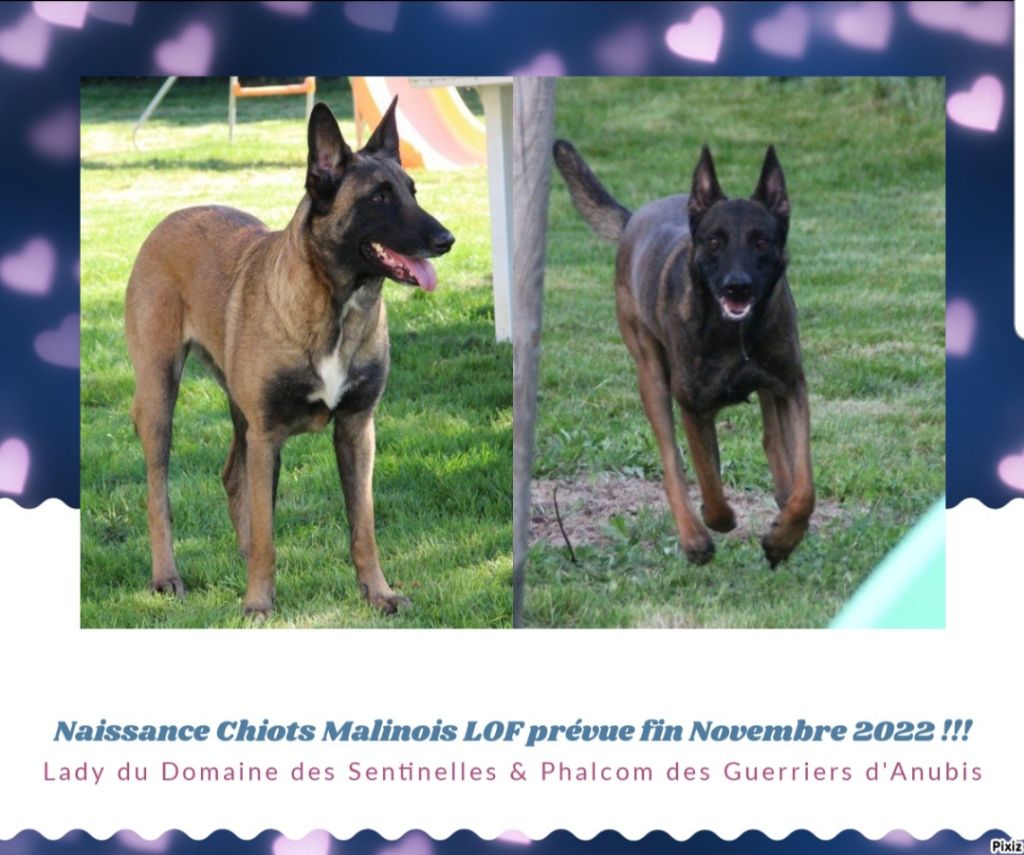 du Domaine des Sentinelles - Dernière Portée de malinois prévu début Août 2023