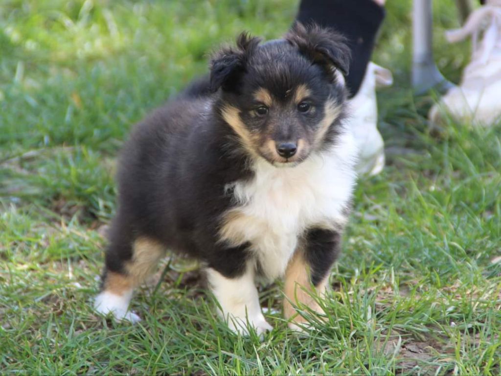 du Domaine des Sentinelles - Shetland Sheepdog - Portée née le 13/02/2021